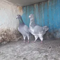 کبوتر