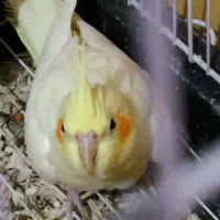 عروس هلندی|پرنده|پیشوا, |دیوار