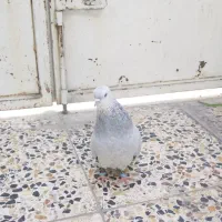 کفتر سینه سبز آبی|پرنده|شیراز, پانصد دستگاه ارتش|دیوار