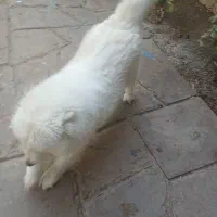 سگ سامویید|سگ|لواسان, |دیوار