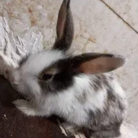 خرگوش میکس چشم اشکی