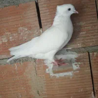 گمشده