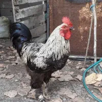 خروس برهما جوان