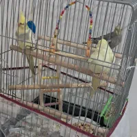 عروس هلندی|پرنده|شاهدشهر, |دیوار