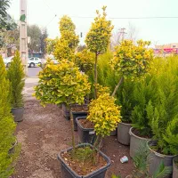 گیاه و نهال مناسب محوطه سازی