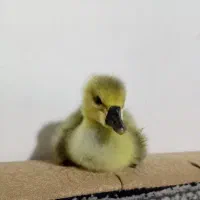 جوجه قوغاز اصیل