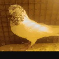 ۳ عدد دم سفید . با سفید کله خال|پرنده|نرماشیر, |دیوار