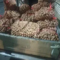 گردو تازه مغز سفید