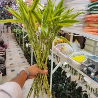 گل بامبو رومیزی سبز ابلق دیفن سانسوریا پتوس شفلرا|گل و گیاه طبیعی|قم, نیروگاه|دیوار