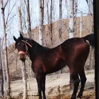 اسب کورد خط خونی کامران