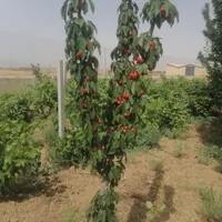 6300 متر و 50 هزار متر مناسب صنعتی،کشاورزی،گلخانه|فروش دفتر صنعتی، کشاورزی، تجاری|تهران, سوهانک|دیوار