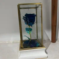 گل رز جاودان|گل و گیاه طبیعی|شیراز, شهرک ولیعصر|دیوار