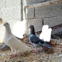سار سرونج