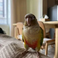 طوطی گمشده گرینچیک،دو برابر قیمت طوطی مژدگانی میدم