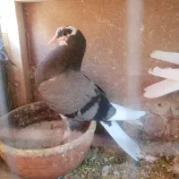 ۷کفتر با جفت کن