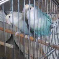 برزیلی با قفس|پرنده|ملارد, |دیوار