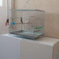 جوجه سهره قفس|پرنده|گیلان غرب, |دیوار