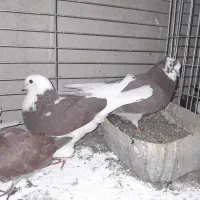 شازده گلی|پرنده|کاشان, پامنار|دیوار