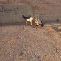 بز پاکستانی شیرا|حیوانات مزرعه|اصفهان, براآن شمالی|دیوار