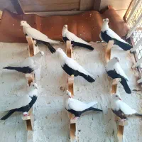 کفتر دمبی زیرو قفل