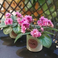 بنفشه آفریقایی|گل و گیاه طبیعی|رشت, دیلمان|دیوار