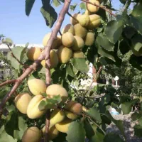 نهال های پیوندی دوساله و یکساله