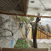 کبوتر|پرنده|خرمآباد (تنکابن), |دیوار