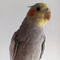 عروس هلندی گمشده به یابنده مژدگانی داده میشود|پرنده|کوهدشت, |دیوار