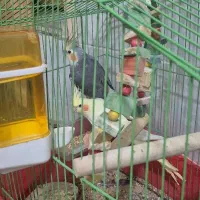 عروس هلندی