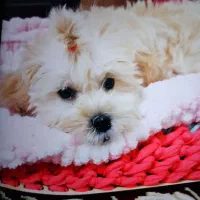 سگ عروسکی پودل ماده