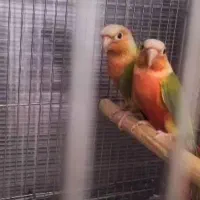 مولد گیرینچیک فول رد|پرنده|تهران, دانشگاه شریف|دیوار