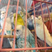 مرغ عشق دورگ انگلیسی