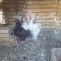 مرغ محلی و مرغ برهما.گلین وکوشین