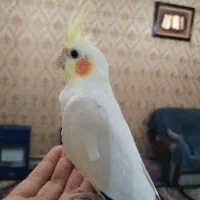 عروس هلندی لوتینو