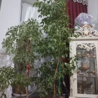 گل بنجامین و پنج انگشتی