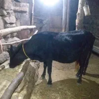 آدرس طارم روستا ولیس|حیوانات مزرعه|چورزق, |دیوار