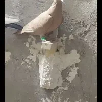 سفید نوک سیاه