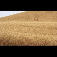 زمین کشاورزی