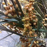 پاجوش نخل برحی درجه یک واصل