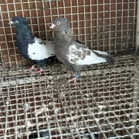 کفتر کبوتر رنگی|پرنده|شیراز, شهرک گلستان|دیوار