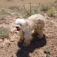 سگ پاکوتاه|سگ|زنجان, |دیوار