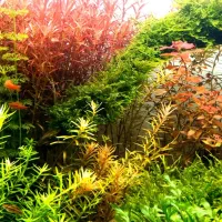 ال ای. دی حرفه ای ats|ماهی|اهواز, اسماعیلیه|دیوار