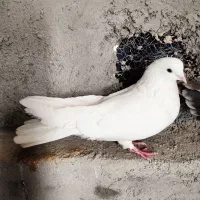 کبوتر|پرنده|فرخشهر, |دیوار