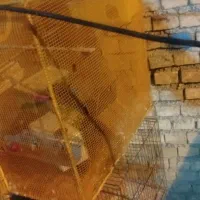قفس بزرگ و چندتا کوچیک