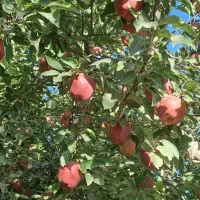 باغ دور دیوار۱۱۳۵