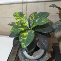 دوعددگل سالم وسرحال|گل و گیاه طبیعی|نیشابور, شهید بهشتی|دیوار