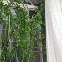 گل های طبیعی