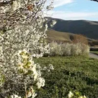 دو قطعه زمین عالی جهت سرمایه گذاری