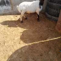 گوسفند چاق بره نر