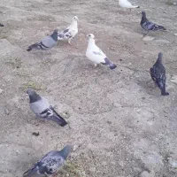 کبوتر مسافتی